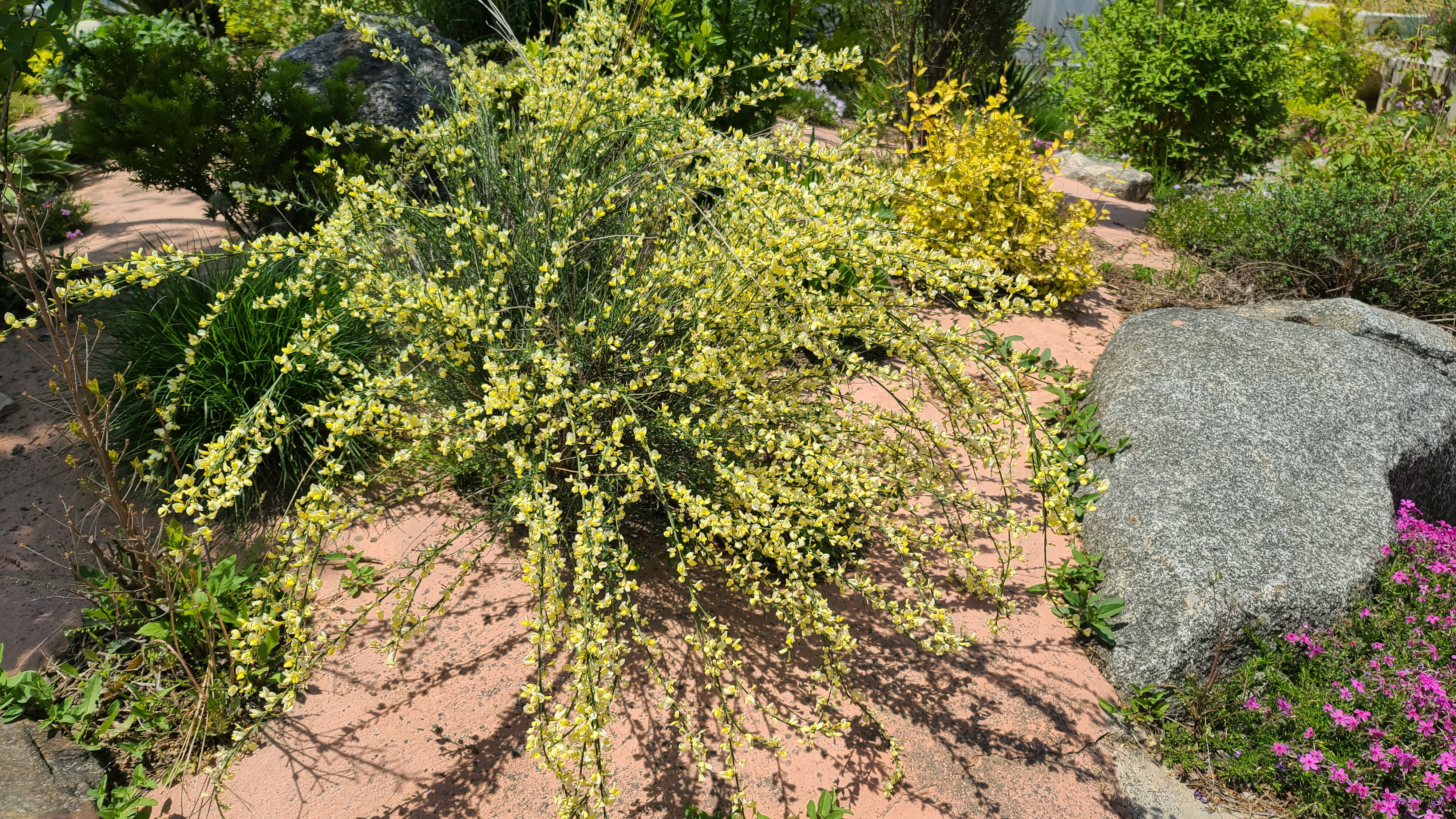 Cytisus praecox